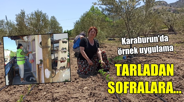 Karaburun'da örnek uygulama... TARLADAN SOFRAYA