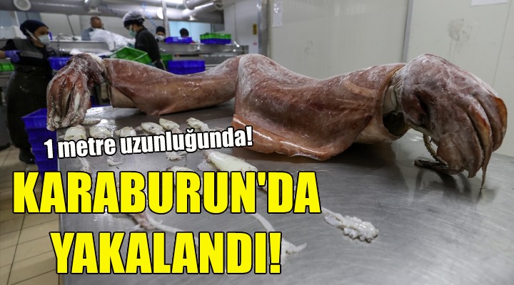 Karaburun'da yakalandı!