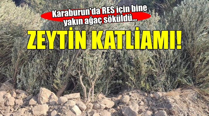 Karaburun'da zeytin katliamı!