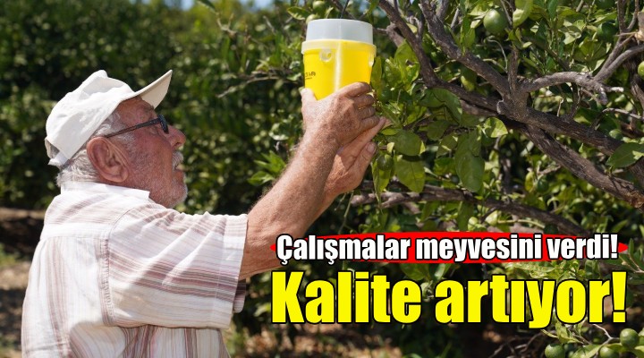 Karaburun'da narenciye kalitesi artıyor!