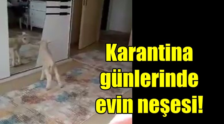 Karantina günlerinin neşesi oldu