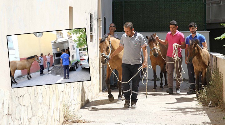 Karşıyaka'da 'Başıboş at' sorununa çözüm