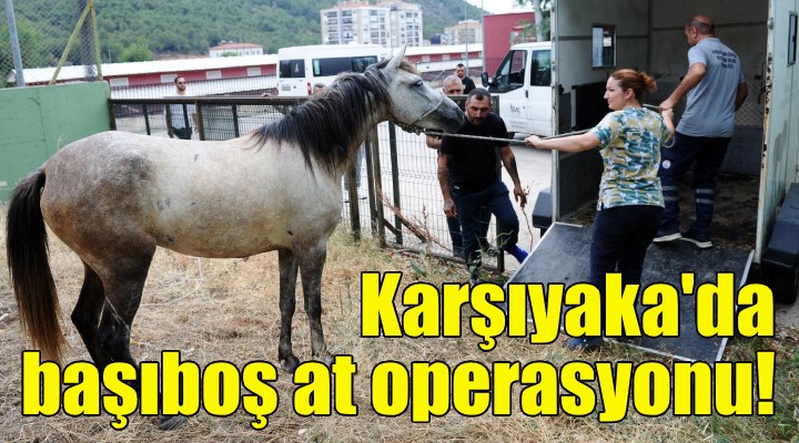 Karşıyaka'da başıboş at operasyonu!