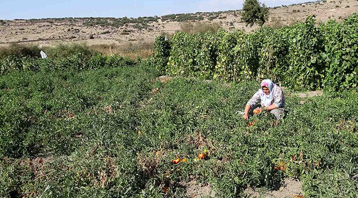 Karşıyaka'da tarımsal kalkınma hareketi