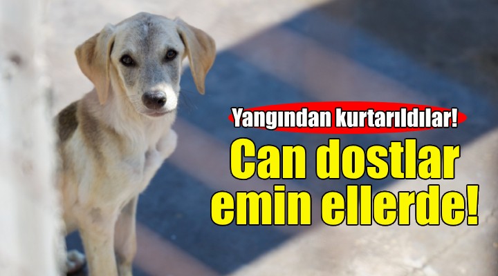 Karşıyaka'da yangından kurtarılan can dostlar emin ellerde!