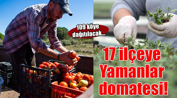 Karşıyaka'nın Yamanlar domatesi İzmir'in 17 ilçesine yayılıyor