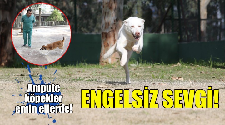 Karşıyaka'nın ampute köpekleri emin ellerde!