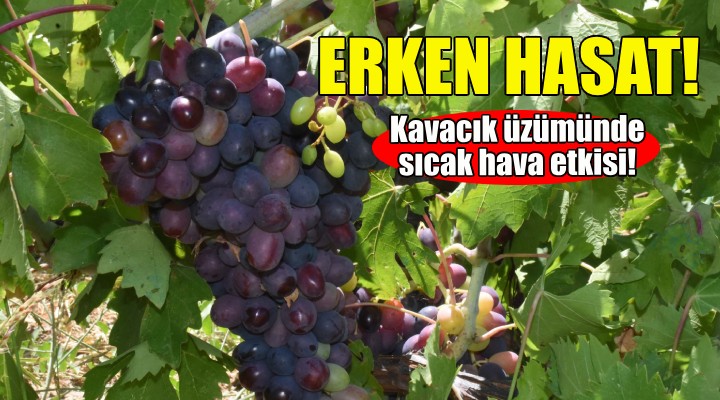 Kavacık üzümüne erken hasat!