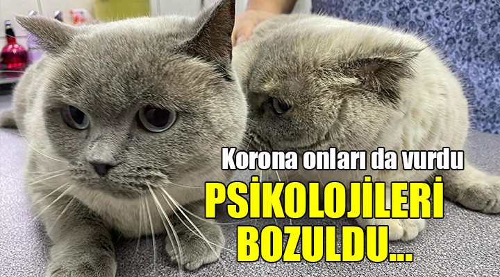 Kedilerin psikolojisi bozuldu!