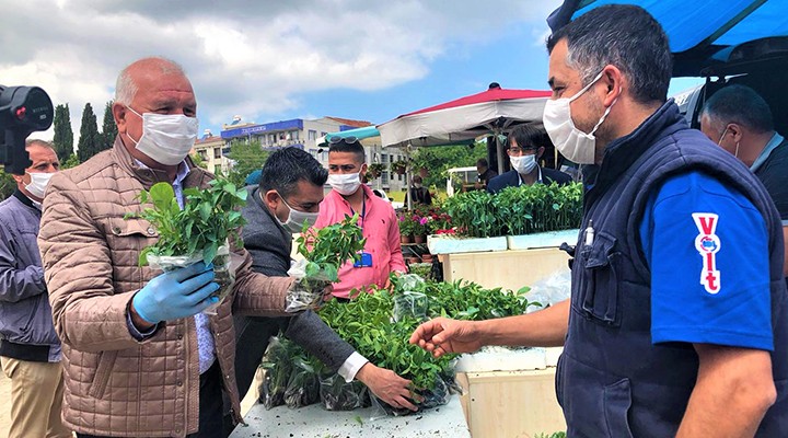 Kemalpaşa'da 30 bin fide dağıtılacak