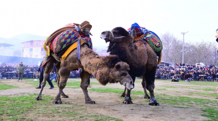 Kemalpaşa'da deve güreşi coşkusu