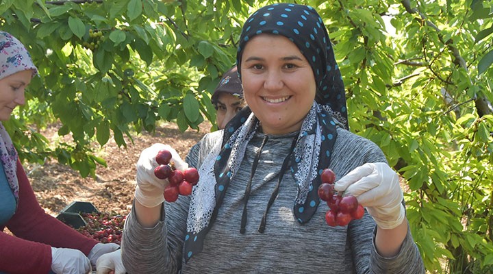 Kemalpaşa'da kiraz üreticisi dertli