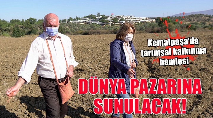 Kemalpaşa'da tarımsal kalkınma hamlesi...