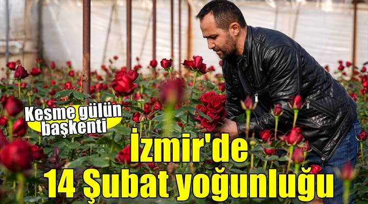 Kesme gülün üretim merkezi İzmir'de Sevgililer Günü yoğunluğu yaşanıyor