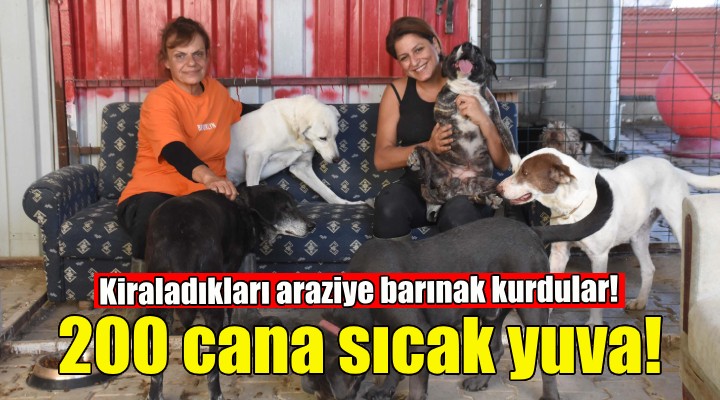 Kiraladıkları arazide 200 cana sıcak yuva kurdular!