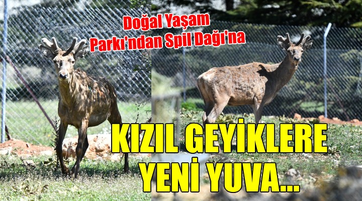 Kızıl geyiklerin yeni yuvası Spil..