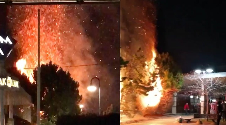 Konak'ta ağaçları yaktılar! Başkan Batur'dan tepki