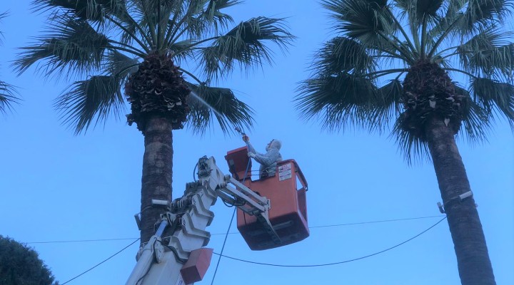 Konak'ta palmiyelere özel koruma