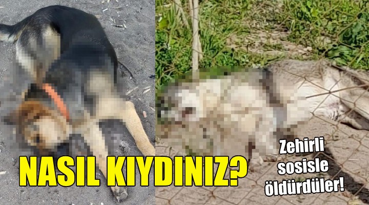 İzmir'de köpekleri zehirli sosisle öldürdüler!