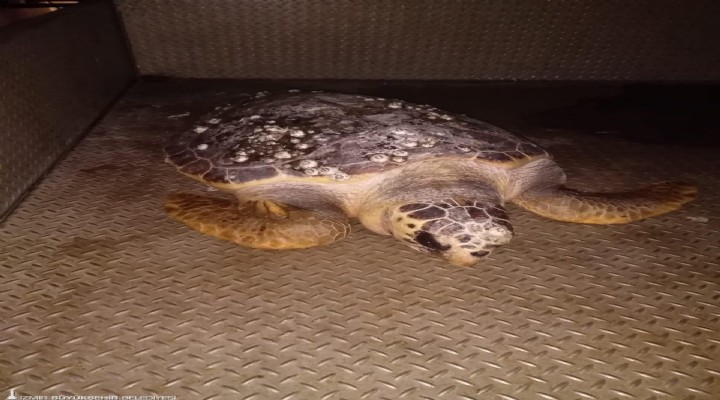 Körfezde bulunan Caretta Caretta tedavi edildi