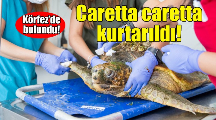 Körfez'de bulundu... Yaralı Caretta caretta kurtarıldı!