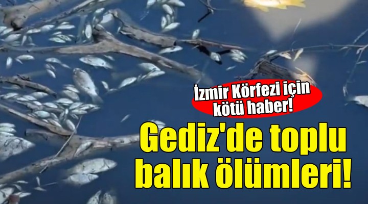 Körfez'e ulaşan Gediz Nehri'nde balık ölümleri!