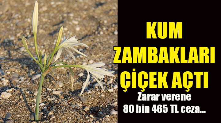 Kum zambakları çiçek açtı