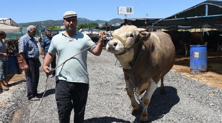 Kurban pazarının en büyüğü 'Toros Kaplanı' rekor fiyata satıldı