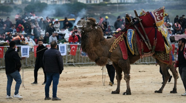 Kuşadası'nda Deve Güreşi Festivali!