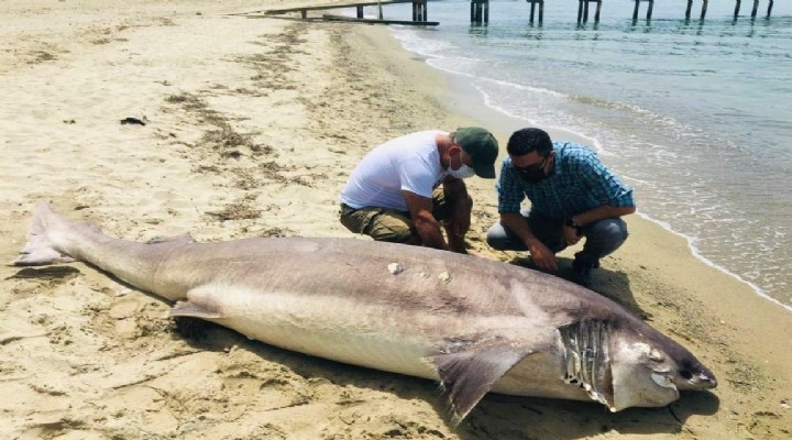 Kuşadası'nda bulundu! 3,7 metre uzunluğunda!