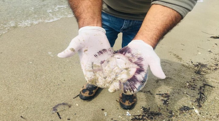 Kuşadası'nda görüldü! Sakın dokunmayın!