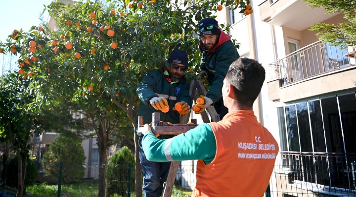 Kuşadası'nda turunç meyvesinin en tatlı yolculuğu başladı