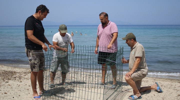 Kuşadası plajları caretta carettaların yeni yuvası oldu