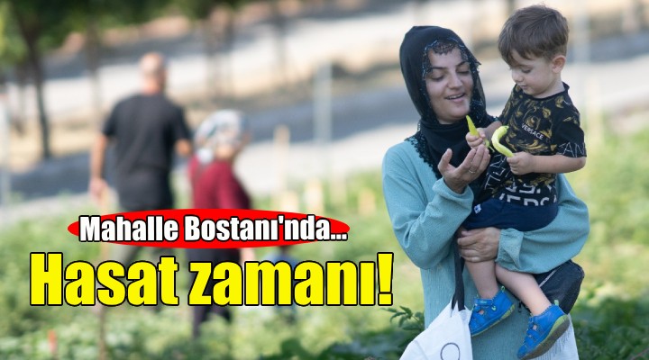 Mahalle bostanında hasat zamanı!