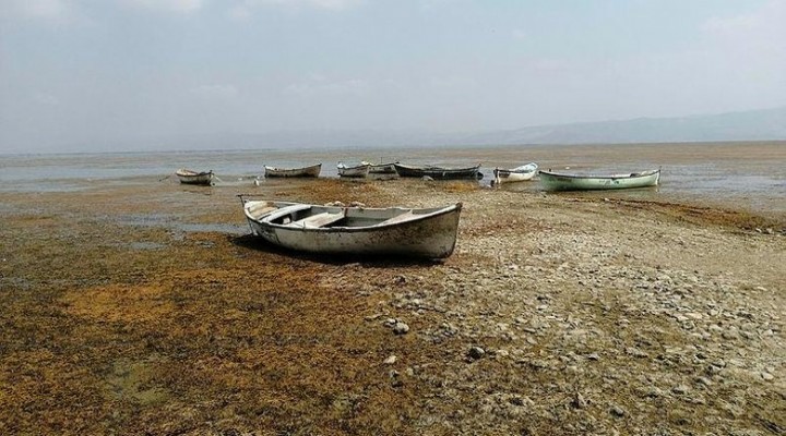 Manisa'nın kuş cenneti Marmara Gölü kuruyor!