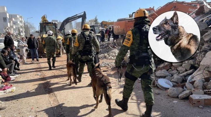 Meksika'dan gelen kurtarma köpeği Proteo öldü!