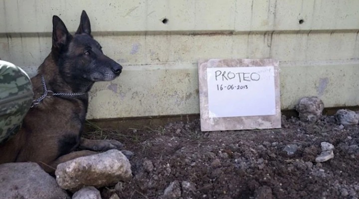 Meksika'nın arama kurtarma köpeği Proteo'ya veda!