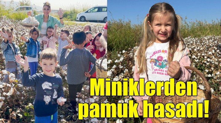 Menemenli minikler pamuk hasadı yaptı!