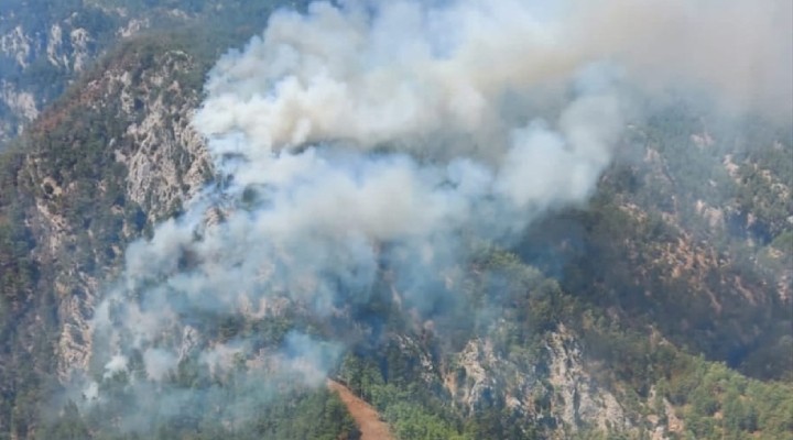 Muğla'da orman yangını!