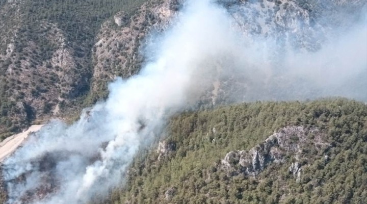 Muğla'da orman yangını!