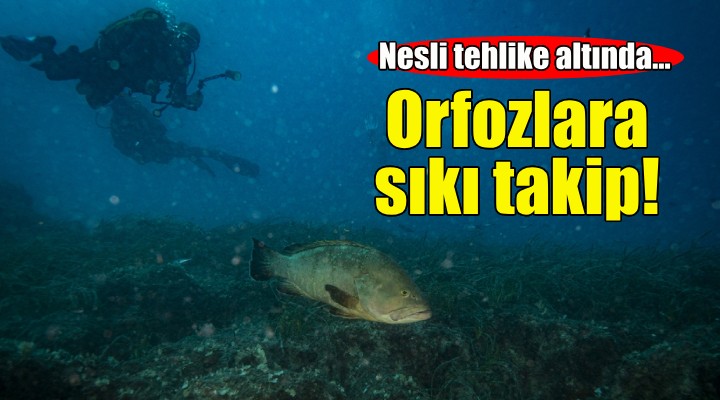 Nesli tehlike altındaki orfozlara sıkı takip!