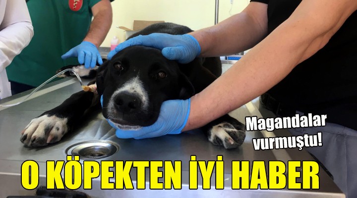 O köpekten iyi haber!