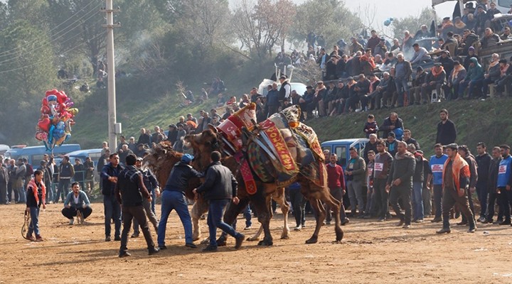 Ödemiş'te deve güreşi heyecanı