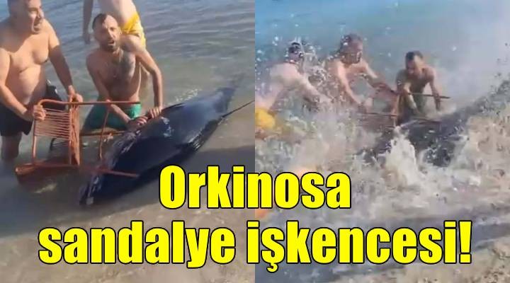 Orkinosu sandalyeyle karaya çekmeye çalıştılar