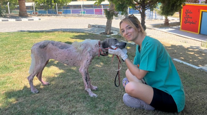 Orman yangınından kurtarılan köpek sağlığına kavuştu!