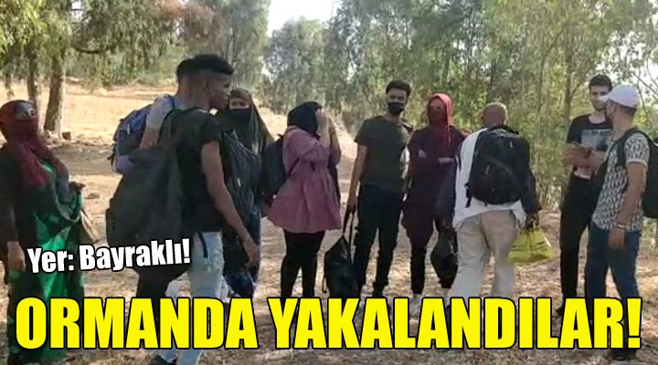 Ormanlık alanda yakalandılar!