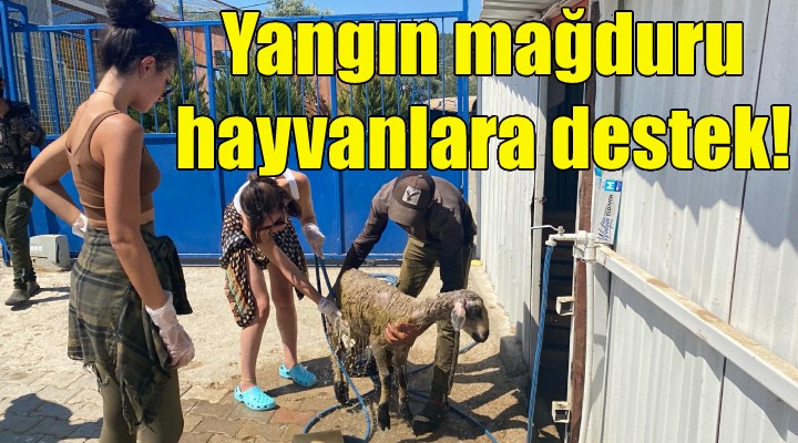 Oyunculardan yangın mağduru hayvanlara destek!