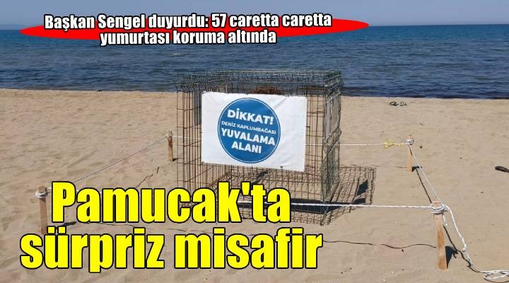 Pamucak Sahili'nde sürpriz misafir
