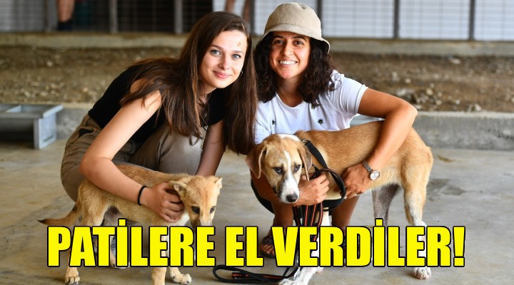 Patilere el verdiler!