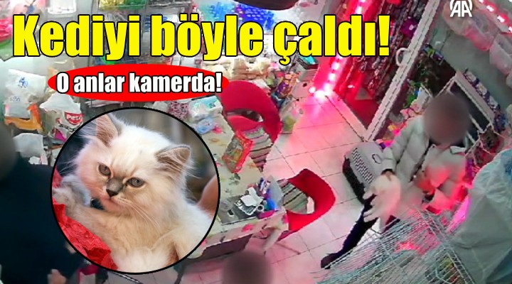 Petshoptan kediyi böyle çaldı!